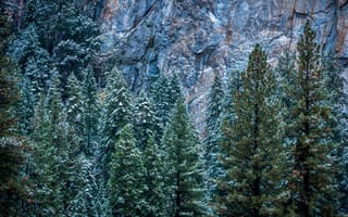 Картинка Природа, Деревья, Лес, Йосемити, Калифорния, Сша