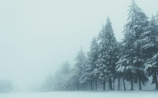 Картинка Зима, Природа, Деревья, Туман, Снег