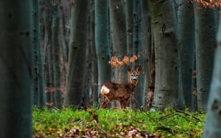 Картинка Животные, Деревья, Олень, Лес, Животное