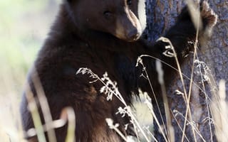 Картинка Животные, Трава, Бурый Медведь, Хищник, Медведь, Забавный