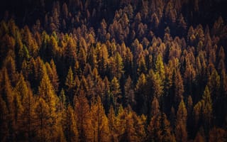 Картинка Природа, Деревья, Осень, Лес, Тени, Вид Сверху