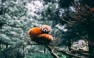 Картинка Красная Панда, Животные, Панда, Малая Панда, Дикая Природа