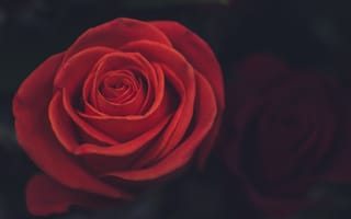 Обои Цветы, Роза, Бутон, Красный, Лепестки