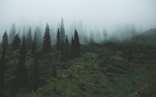 Картинка Природа, Деревья, Туман, Трава