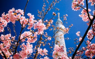 Картинка Города, Сакура, Цветение, Токио, Башня, Здание