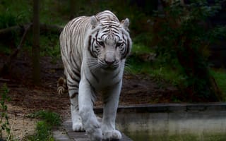 Обои Животные, Хищник, Тигр, Белый Тигр, Большая Кошка