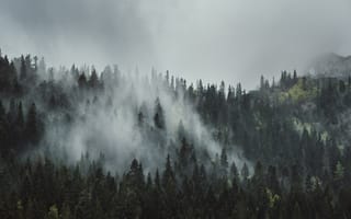 Картинка Природа, Деревья, Туман, Горы, Кроны, Верхушки, Лес