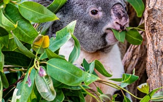 Картинка Животные, Дерево, Забавный, Животное, Ветки, Коала