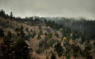 Картинка Природа, Деревья, Лес, Туман