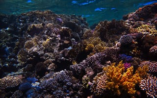 Картинка Природа, Вода, Морской, Риф, Кораллы, Подводный Мир