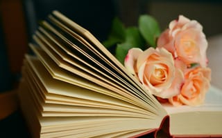 Картинка Цветы, Розы, Чтение, Букет, Книга