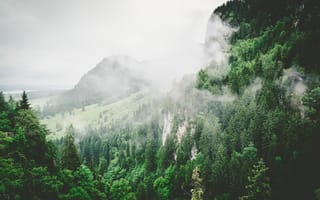 Картинка Природа, Деревья, Лето, Туман, Горы