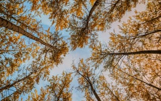 Картинка Природа, Деревья, Осень, Вид Снизу