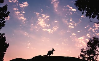 Картинка Небо, Кенгуру, Silhouette, Темные, Hill, Evening