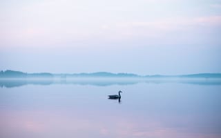 Картинка Животные, Озеро, Туман, Лебедь, Птица