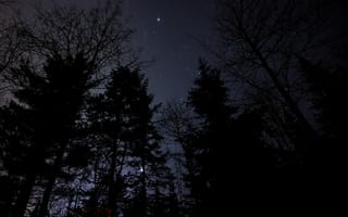 Картинка Природа, Ночь, Лес, Звездное Небо