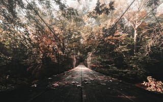 Картинка Природа, Осень, Листва, Мост