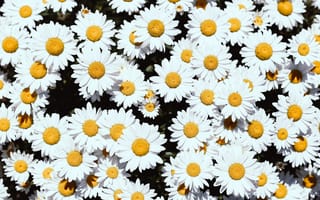 Картинка Ромашки, Растения, Белый, Цветы, Цветение