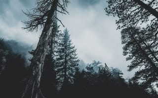 Картинка Природа, Деревья, Туман, Верхушки, Лес