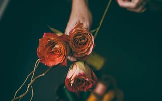 Картинка Цветы, Розы, Букет