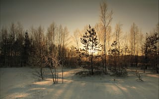 Картинка Зима, Природа, Солнце, Покров, Лес