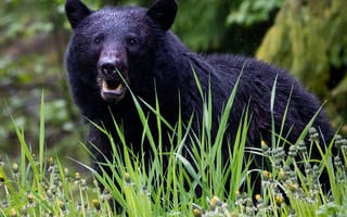 Картинка Животные, Трава, Черный Медведь, Хищник, Медведь