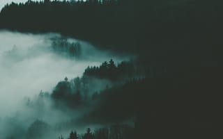 Картинка Деревья, Ночь, Туман, Лес, Темные