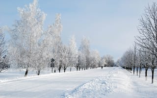 Картинка Зима, Природа, Деревья, Дорога, Снег, Аллея, Человек