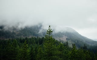 Картинка Пейзаж, Природа, Туман, Горы, Лес, Деревья