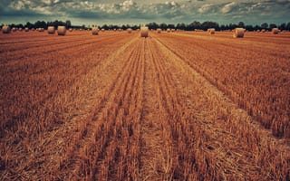 Картинка Пшеница, Природа, Поле, Трава, Сено, Урожай