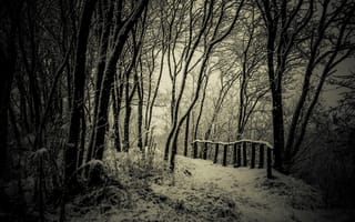 Картинка Зима, Природа, Чб, Тропинка, Снег, Деревья