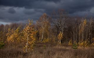 Картинка Деревья, Осень, Природа, Тучи