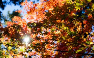 Картинка Природа, Деревья, Осень, Солнечный Свет, Листва