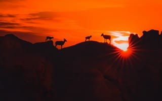Картинка Животные, Природа, Горы, Темный, Силуэты, Закат