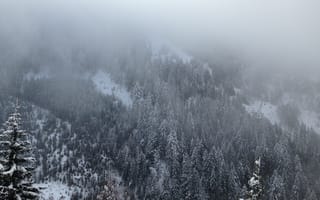 Картинка Природа, Деревья, Сосны, Снег, Горы, Туман