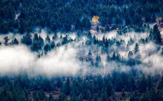 Картинка Природа, Деревья, Вид Сверху, Туман