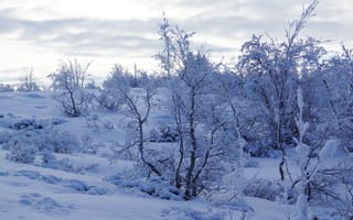 Картинка Зима, Природа, Деревья, Снег, Заснеженный