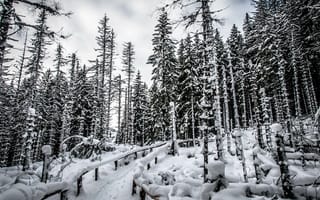 Картинка Природа, Деревья, Снег, Лес