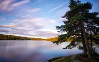Картинка Швеция, Природа, Дерево, Озеро