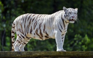 Картинка Животные, Хищник, Тигр, Большая Кошка, Пасть, Бенгальский Тигр, Клыки