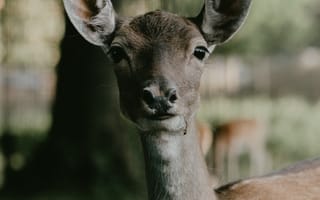 Картинка Животные, Взгляд, Животное, Лань