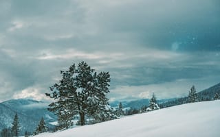 Картинка Зима, Природа, Снег, Дерево