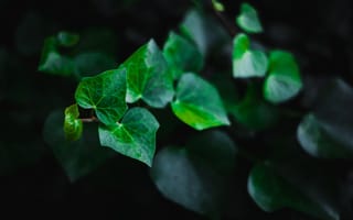 Картинка Листья, Растение, Макро, Зеленый, Стебель