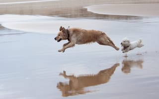Картинка Собаки, Животные, Вода, Прыжок, Бежать