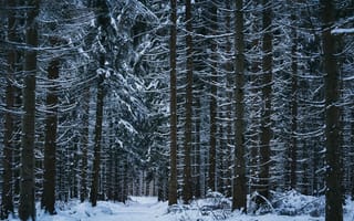 Картинка Зима, Природа, Деревья, Снег, Лес