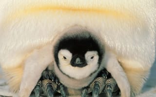 Картинка Пингвины, Животные, Птенец, Север, Пингвинёнок