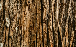 Картинка Деревянный, Дерево, Текстура, Текстуры, Рельеф, Кора
