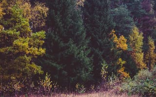 Картинка Природа, Деревья, Осень, Трава, Лес