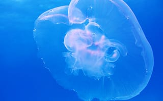 Картинка Животные, Голубой, Медуза, Подводный Мир