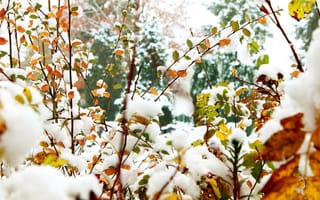 Картинка Зима, Природа, Снег, Ветки, Листва
